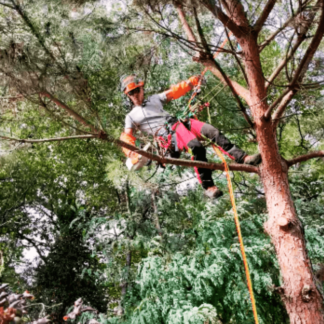 Élagage d'arbres